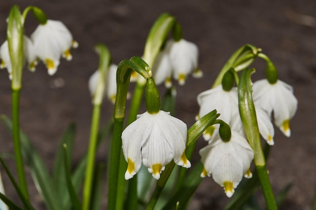 Весенняя снежинка лат Leucojum vernum цветет