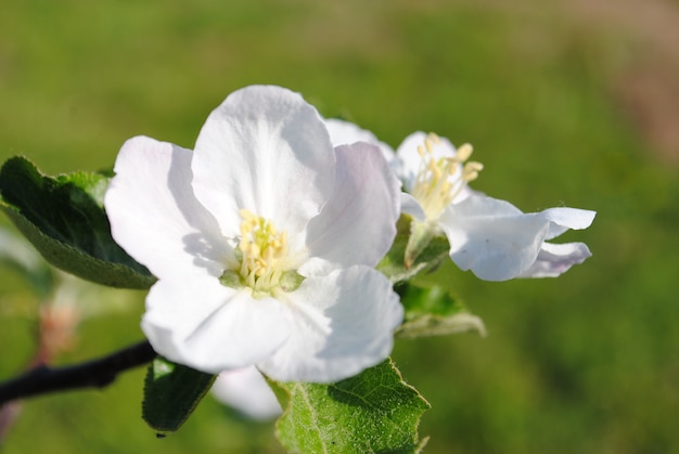 Spring soft pink flowers of apple trees on a sunny day