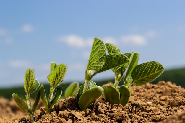 Foto semi di soia primaverili in un campo agricolo