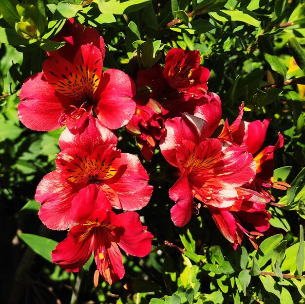 Spring springtime flower nature spring in marco de canavezes