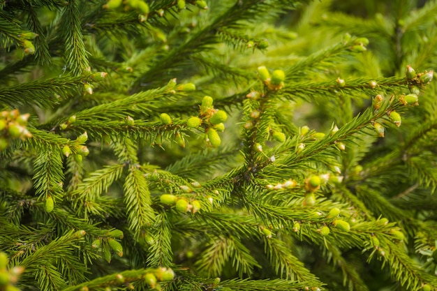  Spring spruce tree branches