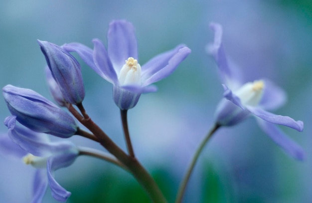 Spring Squill Scilla verna