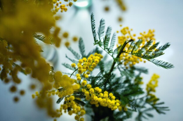 Spring still lfe with blooming mimosa in vase