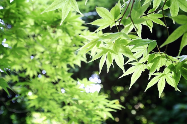 Spring Sugar groene esdoornblad bladeren achtergrond