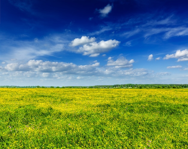 Spring summer background - blooming field meadow