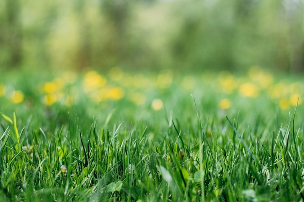 spring summer background of green grass and flowers place for text