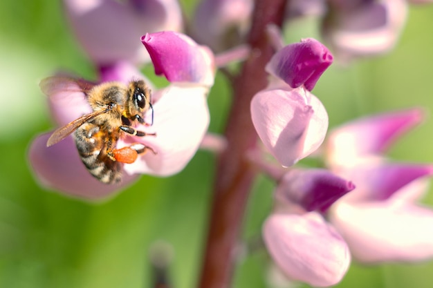 写真 春夏の背景 野花の蜜蜂