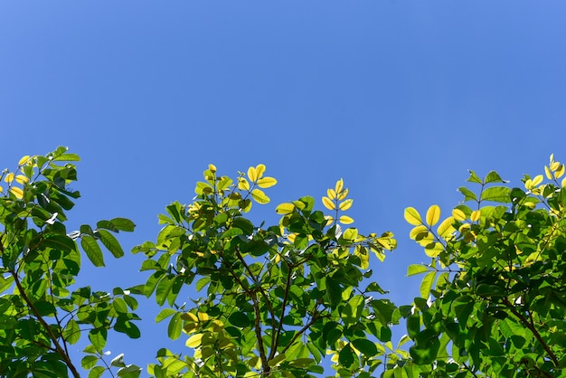 緑の木と空と春夏の背景