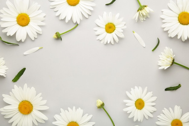 Fiori di camomilla primaverili ed estivi su uno sfondo grigio. vista dall'alto