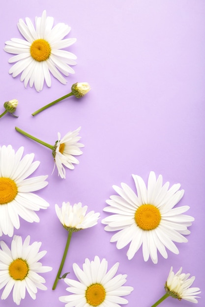 Fiori di camomilla primaverili ed estivi su sfondo viola. foto verticale.