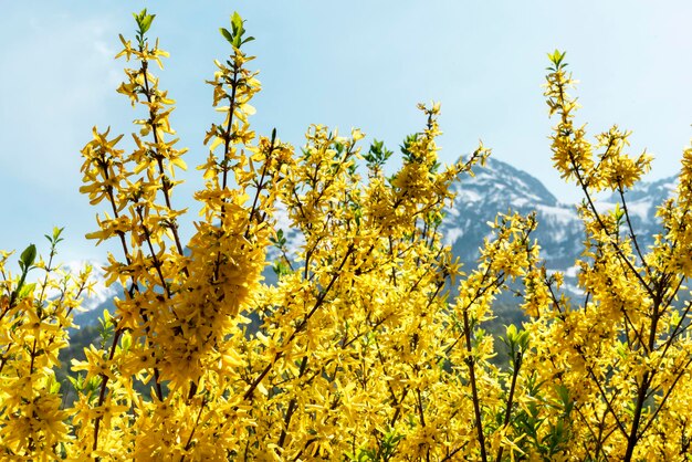 Spring or summer landscape flowering plant with yellow forsythia flowers against snow capped mountain peaks and blue sky beauty in nature