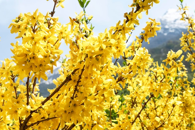 Spring or summer landscape flowering plant with yellow forsythia flowers against snow mountain peak