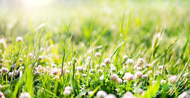 Spring or summer nature background with green grass and wildflowers