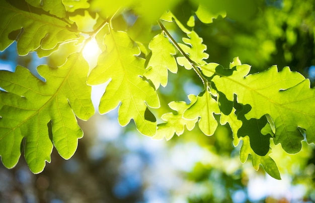 Весенний или летний фон природы с зеленой листвой дуба