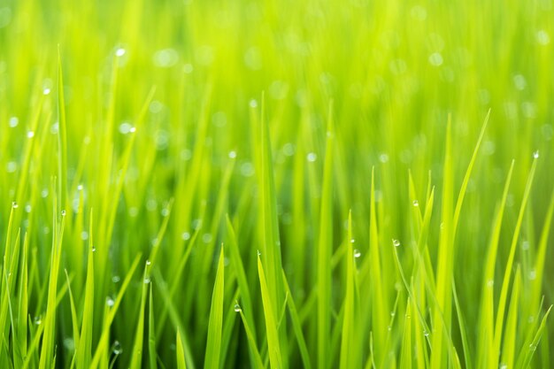 Spring or summer season abstract nature background with grass and drops selective focus