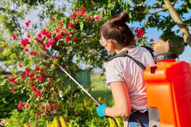 Spring summer work in garden, backyard, woman with backpack\
garden spray gun under pressure handling bushes with blooming\
roses. protection and care of plants, from insect pests, bacterial\
diseases