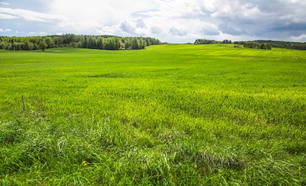 Spring sunny day forest cloud Background Selective focus