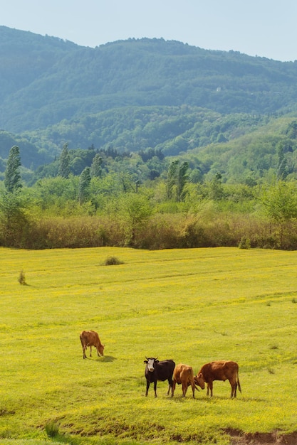 Spring sunny mountains landscape with caws