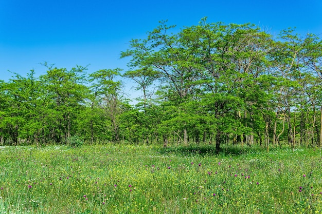 花の咲く牧草地と落葉樹林のある春の日当たりの良い開放林の風景