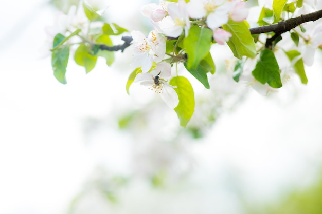 봄 시간 사과 나무 꽃 배경 태양이 피는 사과 나무와 아름다운 자연 장면
