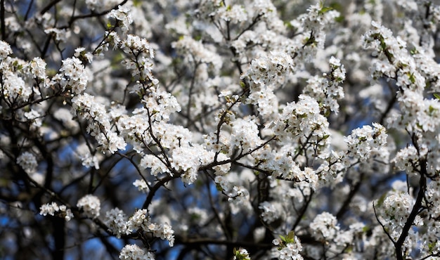 Spring time. Blossoming tree brunch with white flowers.