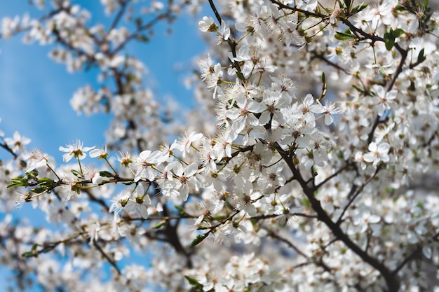 Spring time. Blossoming tree brunch with white flowers.