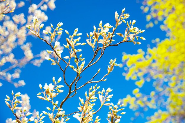 spring time buds bloom on branches