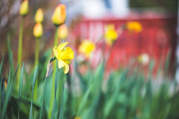 春の花の風景 チューリップや水仙と色とりどりの春の花