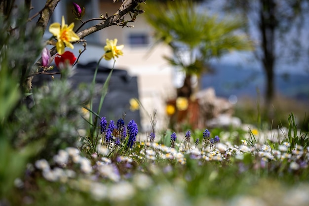 Spring time flower scenery Colorful spring flowers