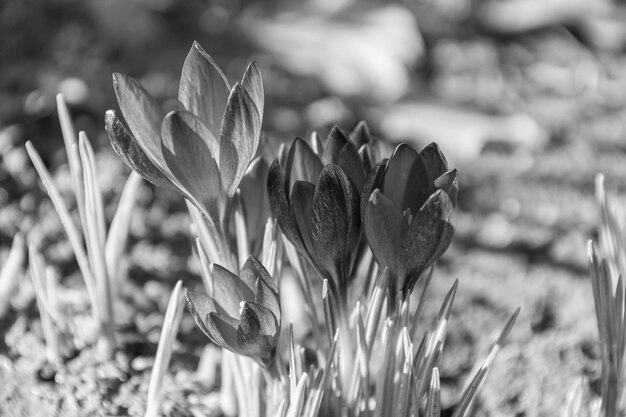 Spring time in the garden