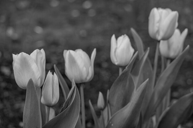 Spring time in the garden