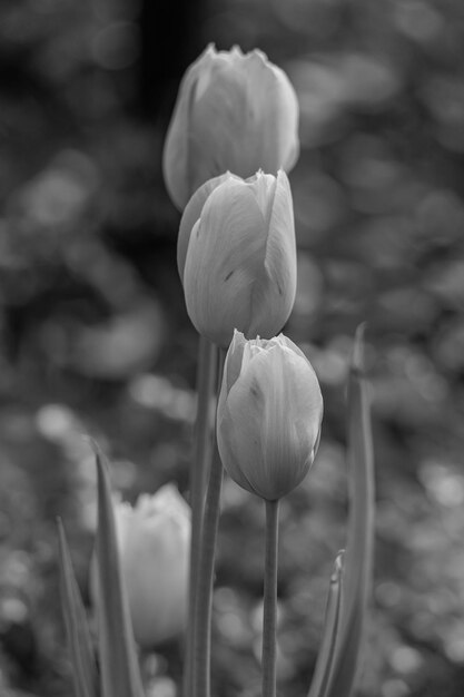 Spring time in the garden