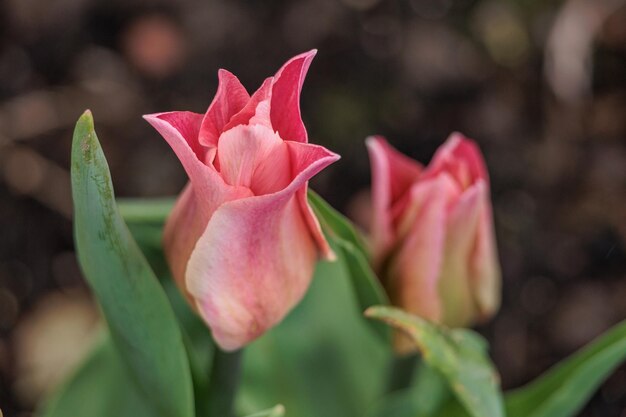 Photo spring time in the garden