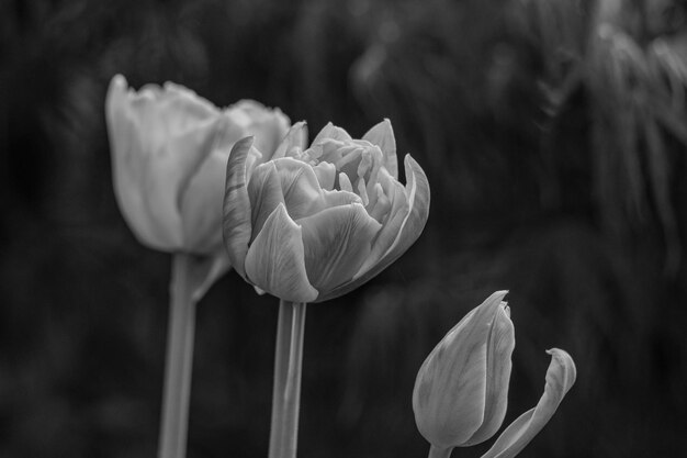 Photo spring time in the garden