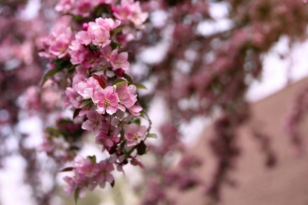 咲く木と自然の中での春の時間 開花するリンゴの木