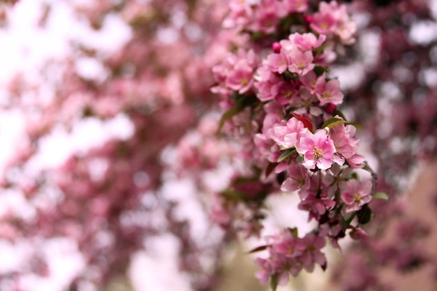 咲く木と自然の中での春の時間 開花するリンゴの木