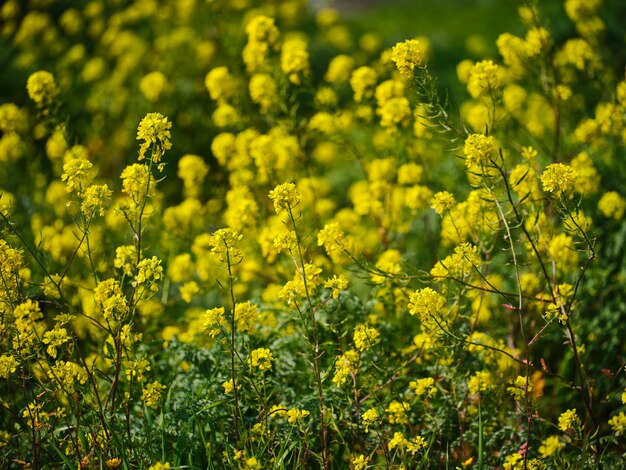 Spring time in the nature