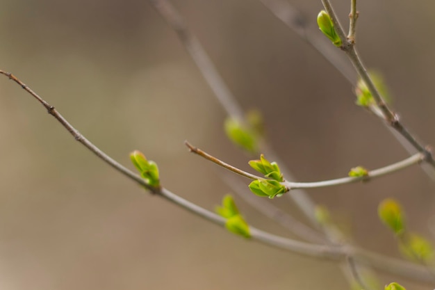 Spring time in nature