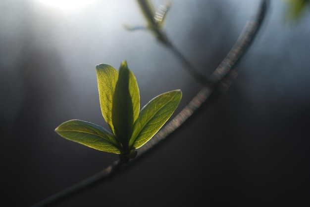 Photo spring tiny leaves grow up, backlight