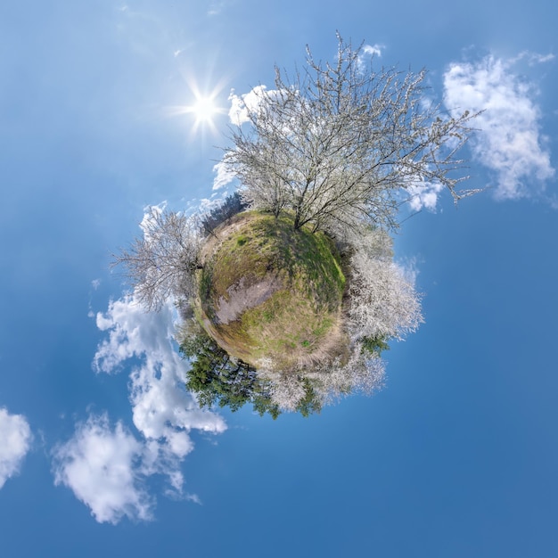 Trasformazione del minuscolo pianeta della primavera del panorama sferico a 360 gradi vista aerea astratta sferica nel giardino in fiore di ciliegio curvatura dello spazio