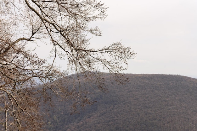 Ветки весеннего дерева закрываются на фоне горы