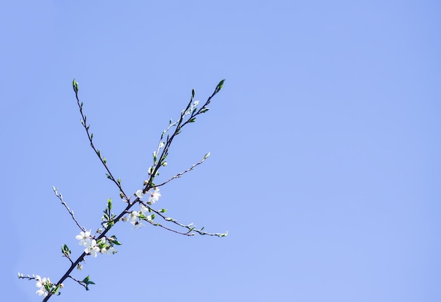 最初の緑の葉と芽を持つ春の木の枝