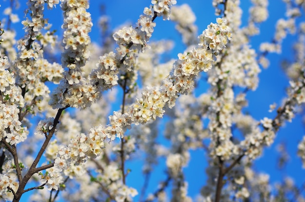 꽃에서 봄 나무입니다. 자연 구성입니다.