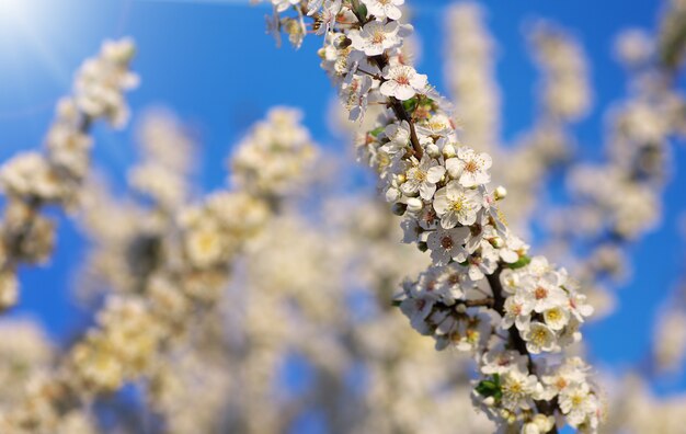 花の春の木。自然の構成。