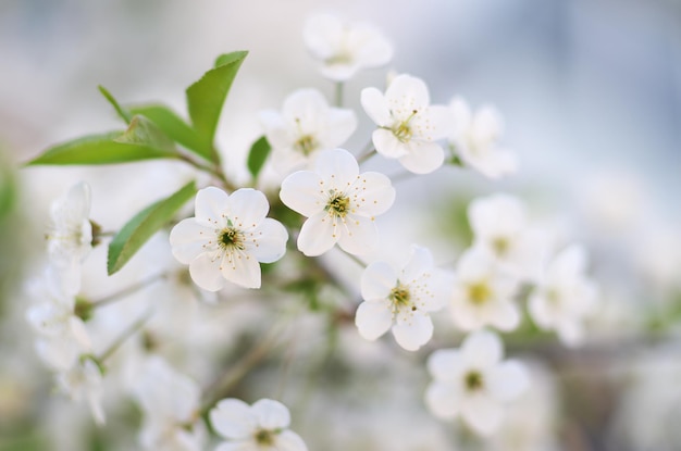 春の木の花