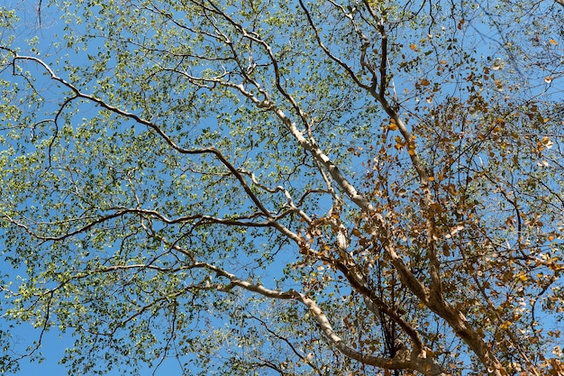 Spring tree in the forest.