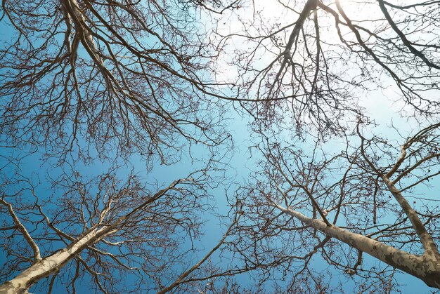 Spring tree tops with blue sky and clouds