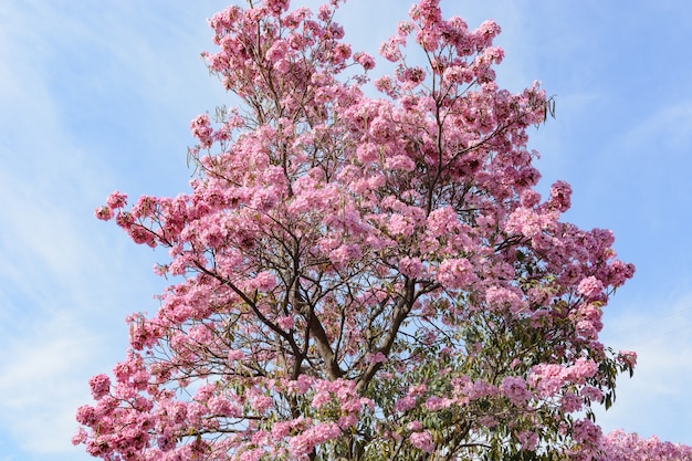 핑크 꽃과 봄 나무 봄 나무 Handroanthus sp의 꽃