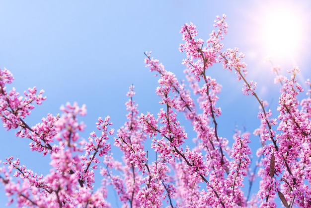 Spring tree with pink flowers. Spring border or background art with pink blossom.