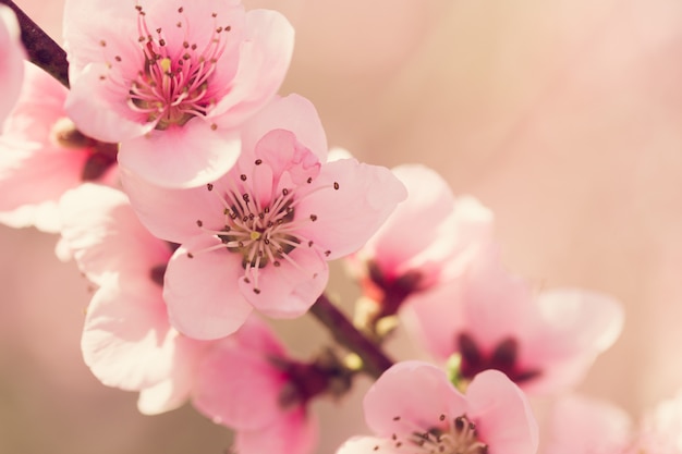 ピンクの花と春の木